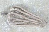 Crinoid (Agaricocrinus) Fossil - Crawfordsville, Indiana #99923-2